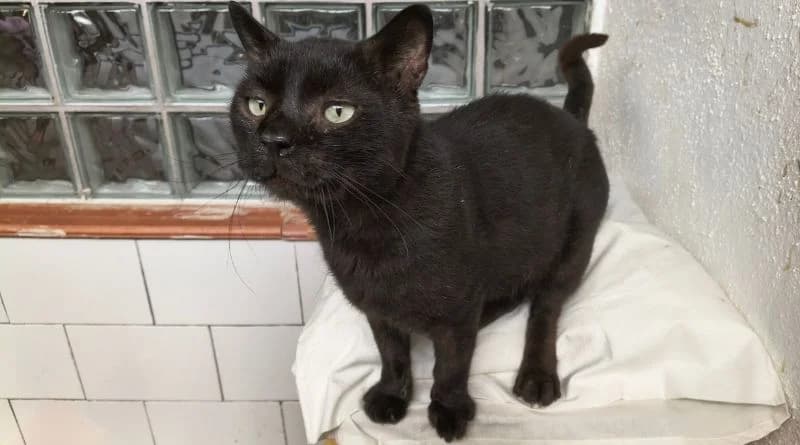 Fernando, male Mixed Breed for adoption at APROP Animal Shelter Pego