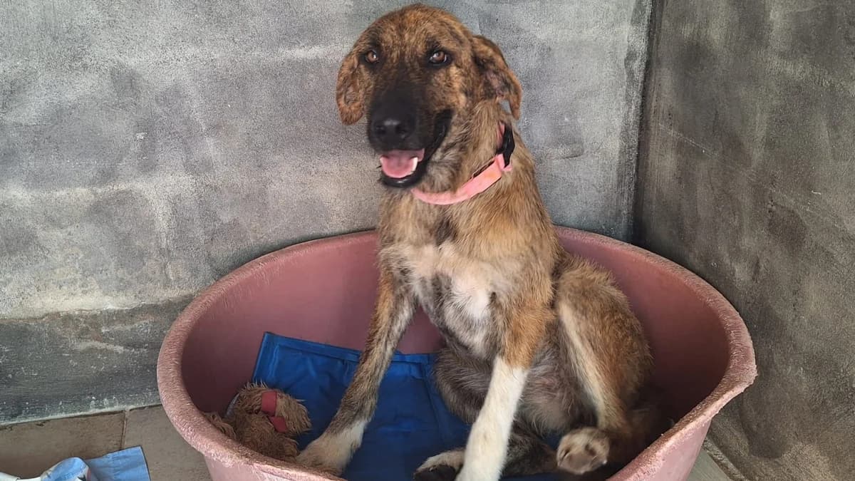 Nicole, female Mixed Breed for adoption at APROP Animal Shelter Pego