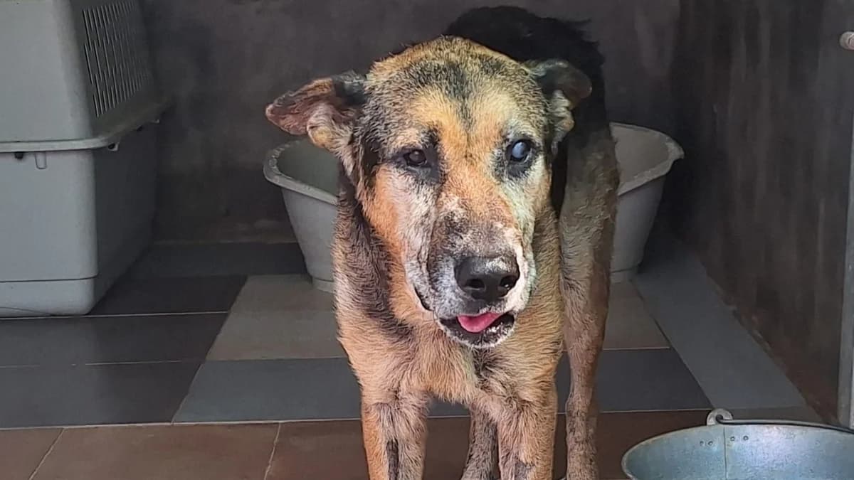 Edgar, male Mixed Breed for adoption at APROP Animal Shelter Pego
