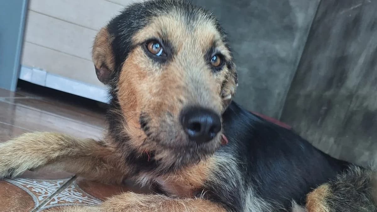 Simón, male Mixed Breed for adoption at APROP Animal Shelter Pego