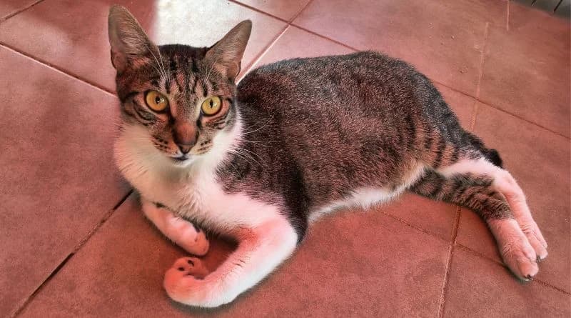 Misifuz, male Mixed Breed for adoption at APROP Animal Shelter Pego