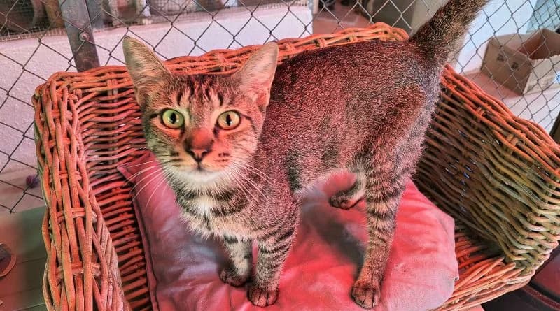 Serafino, male Mixed Breed for adoption at APROP Animal Shelter Pego