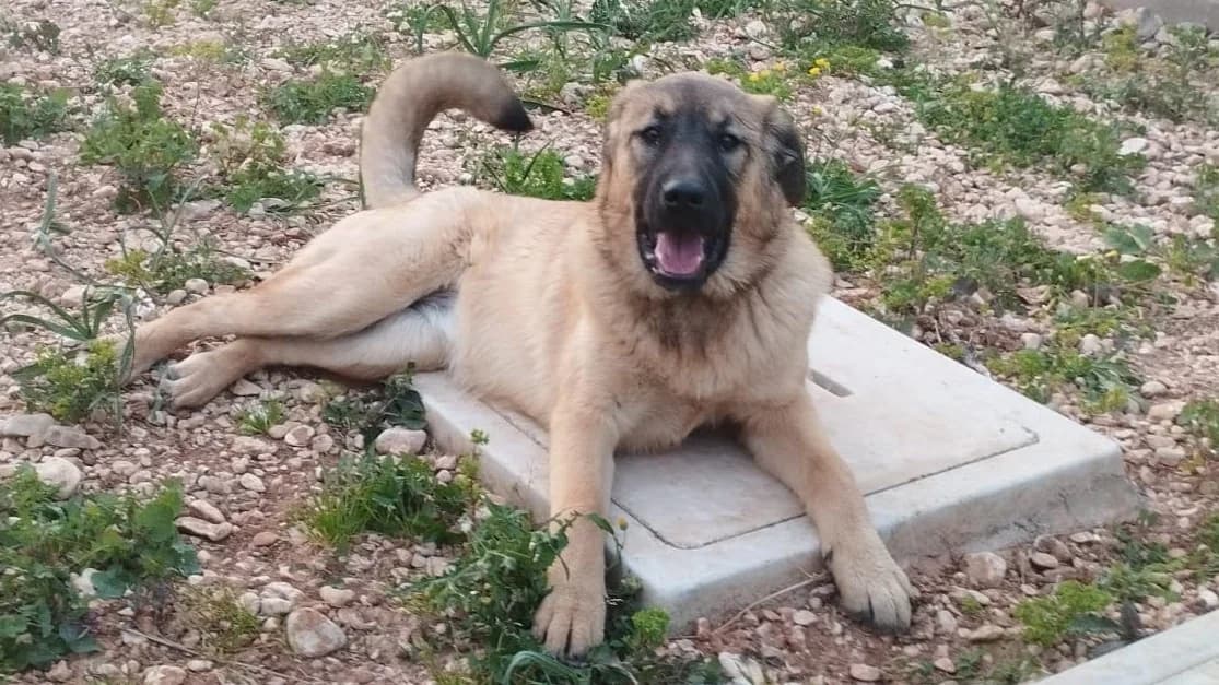 Jean, female Mixed Breed for adoption at APROP Animal Shelter Pego
