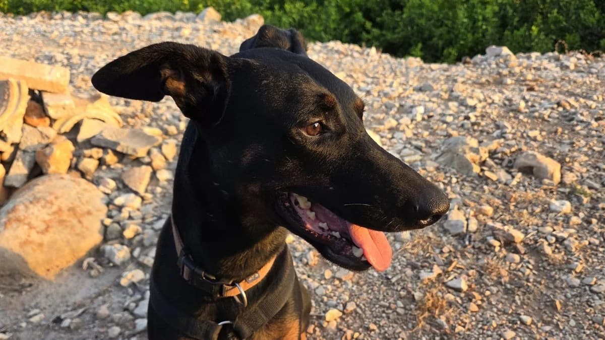 Jake, male Mixed Breed for adoption at APROP Animal Shelter Pego