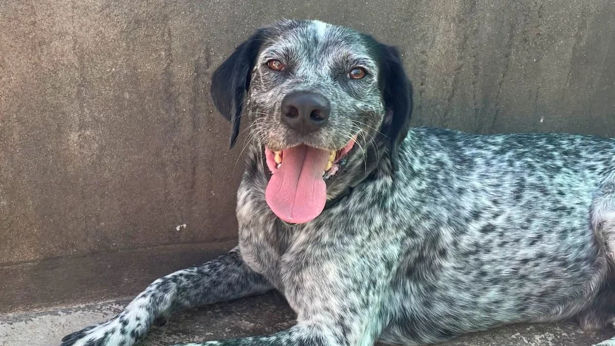 Marti, male Mixed Breed for adoption at APROP Animal Shelter Pego