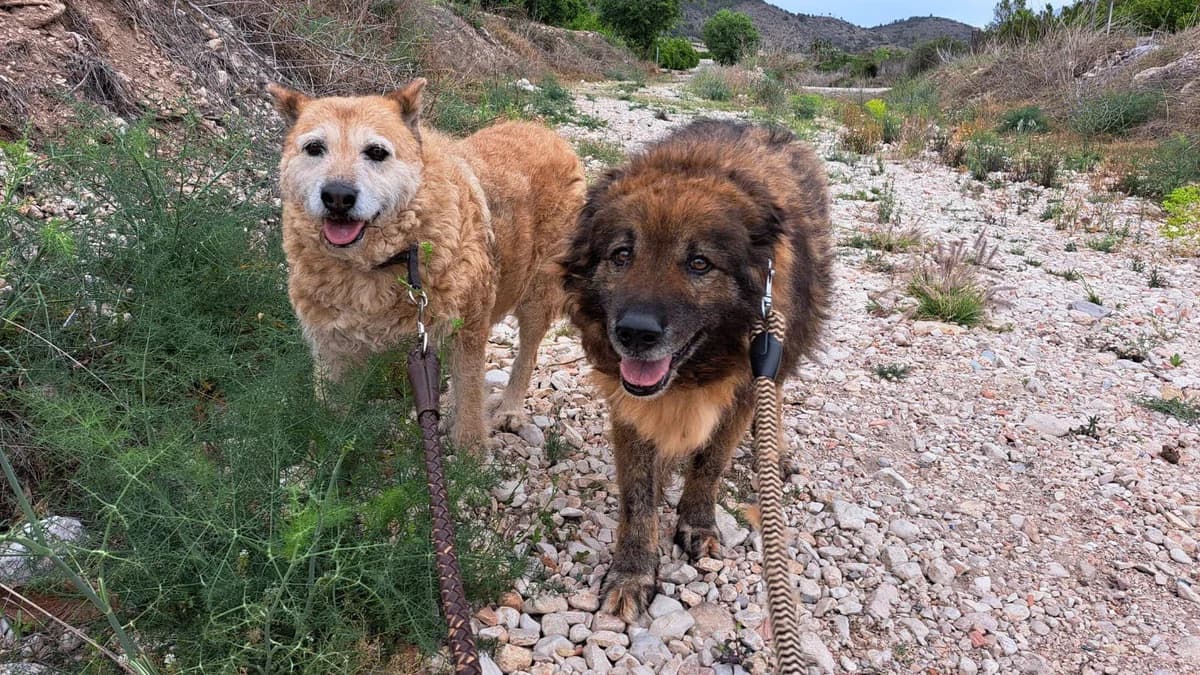 Choco & Katy, male Mixed Breed for adoption at APROP Animal Shelter Pego