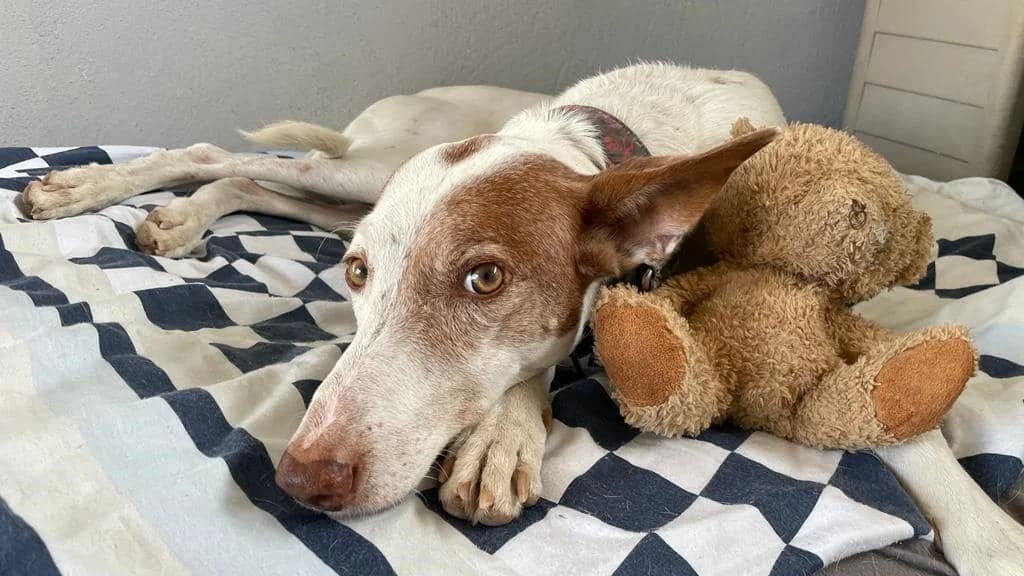 Timple, male Mixed Breed for adoption at APROP Animal Shelter Pego