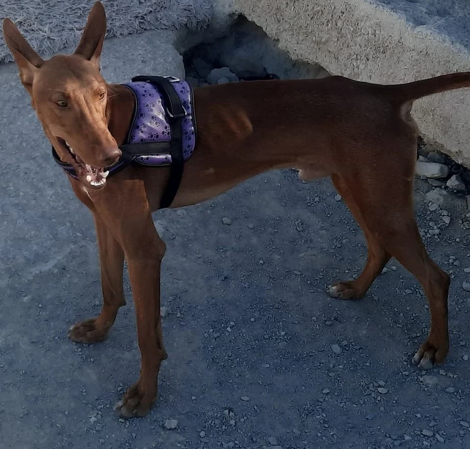 Axle, male young Podenco for adoption at APSA