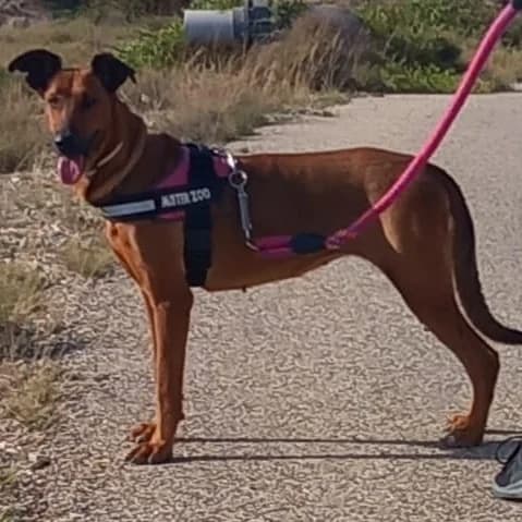 Bambi, female young Mixed Breed for adoption at APSA