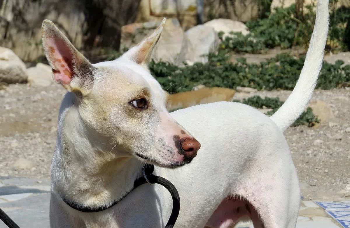 Biscuit, male young Podenco for adoption at APSA