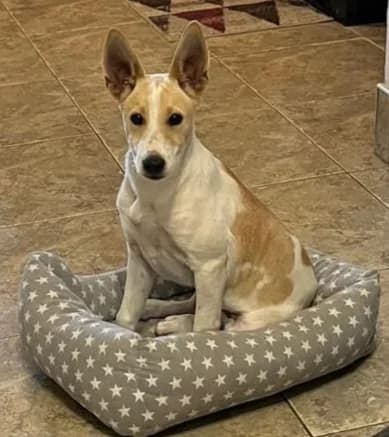 Bowie, male puppy Mixed Breed for adoption at APSA