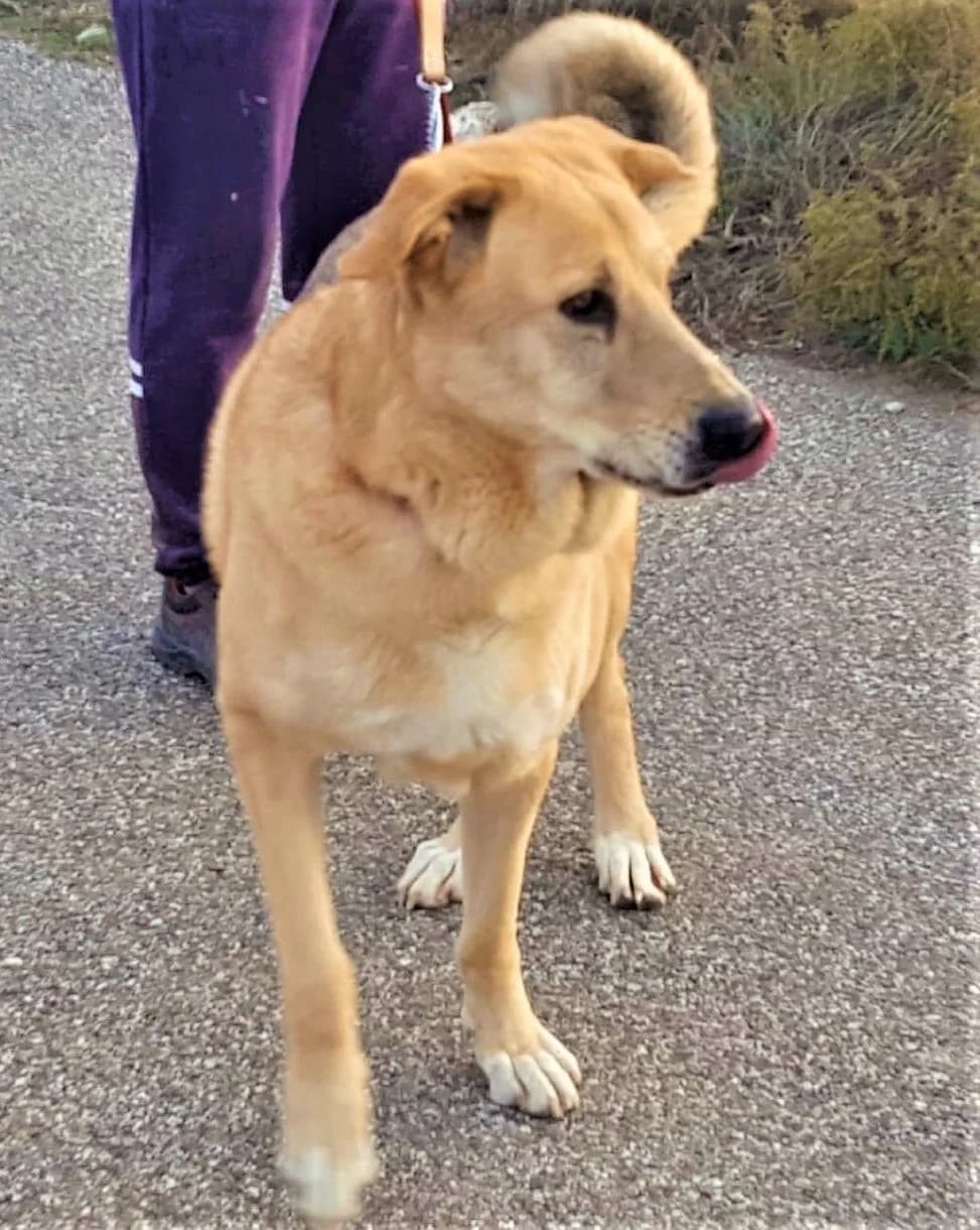 Culpi, male 5yo Mixed Breed for adoption at APSA