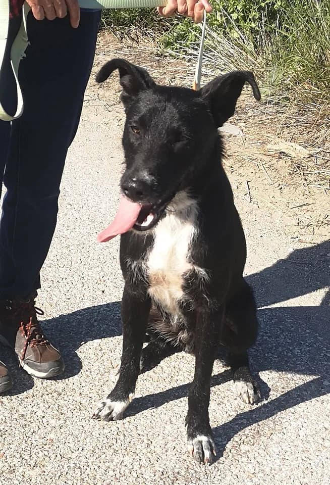 Fergus, male Mixed Breed for adoption at APSA