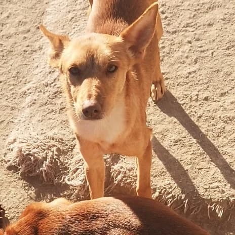 Flynn, male Mixed Breed for adoption at APSA