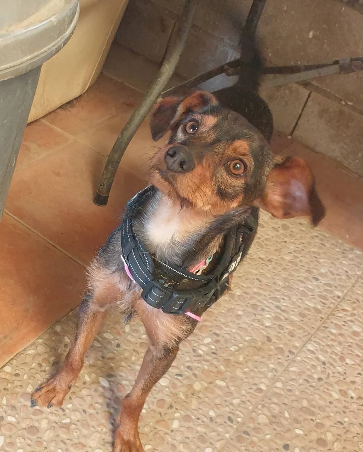 Gigi, female Mixed Breed for adoption at APSA