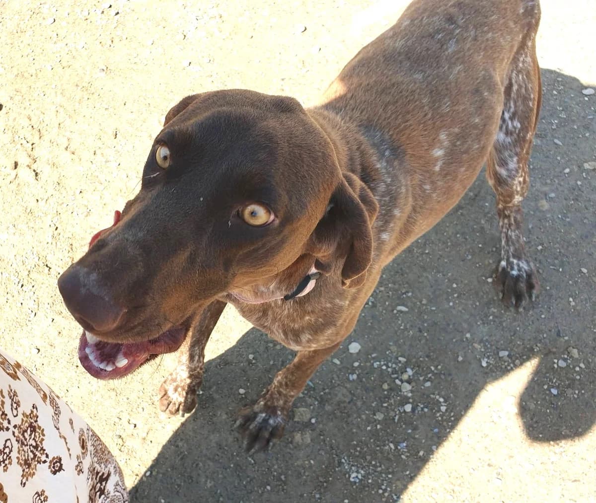 Indie, female Pointer for adoption at APSA
