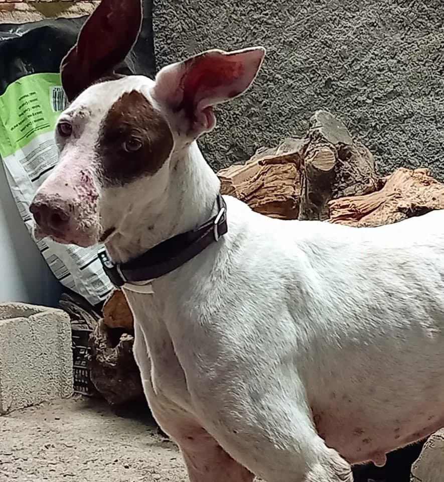 Lacy, female senior Mixed Breed for adoption at APSA