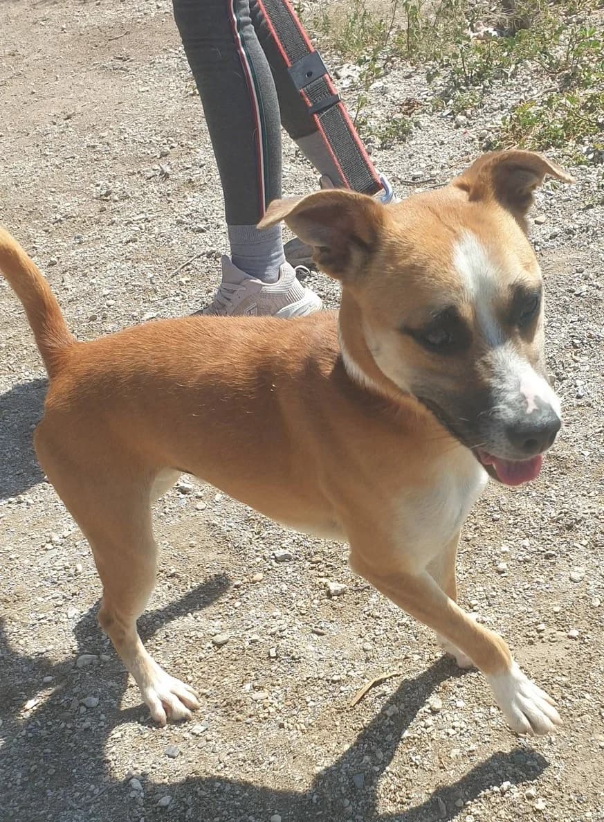 Levi, male Mixed Breed for adoption at APSA