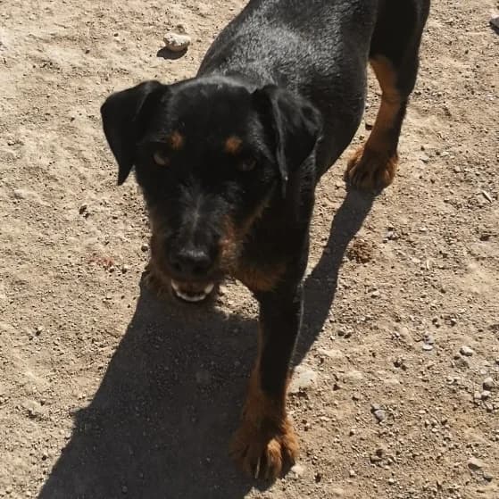 Libby, female Mixed Breed for adoption at APSA