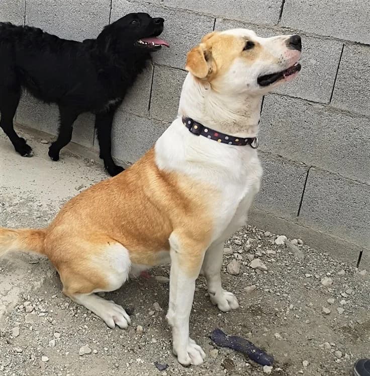Louis, male Mixed Breed for adoption at APSA