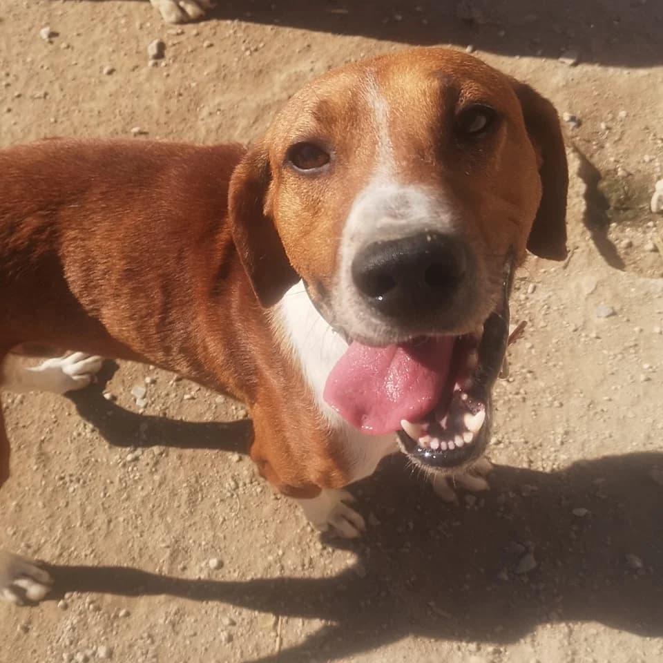 Patxi, male 6yo Pointer for adoption at APSA
