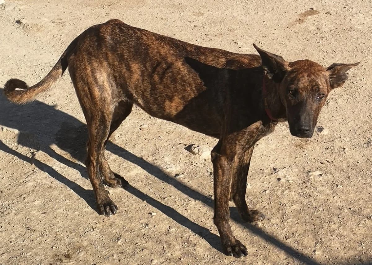 Pickles, female Mixed Breed for adoption at APSA