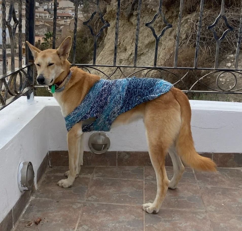 Ringo, male 4yo Mixed Breed for adoption at APSA