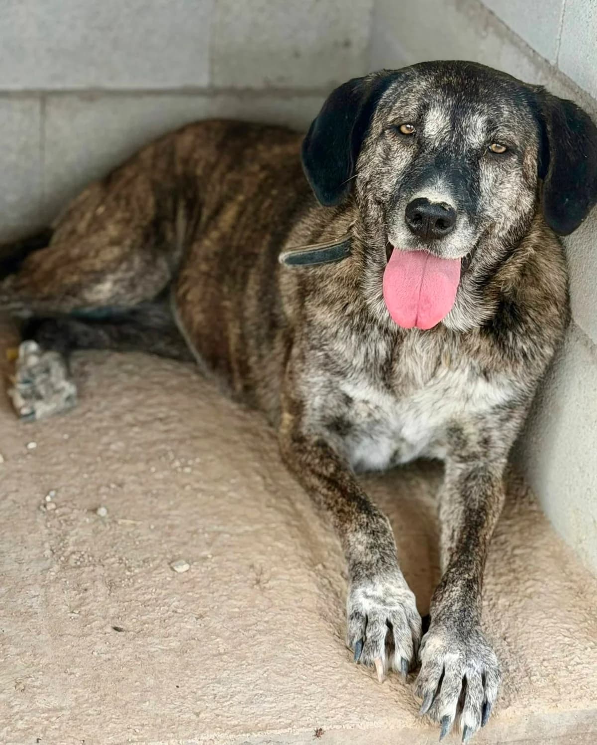 Rose, female mixed breed for adoption at APSA