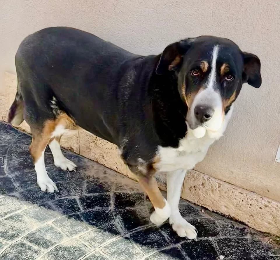 Rosie, female Mixed Breed for adoption at APSA