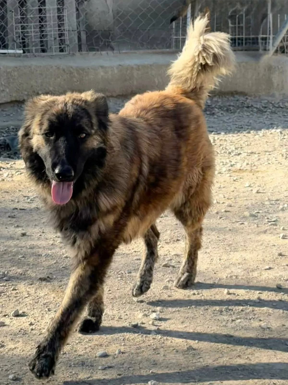 Roxy, female mixed breed for adoption at APSA