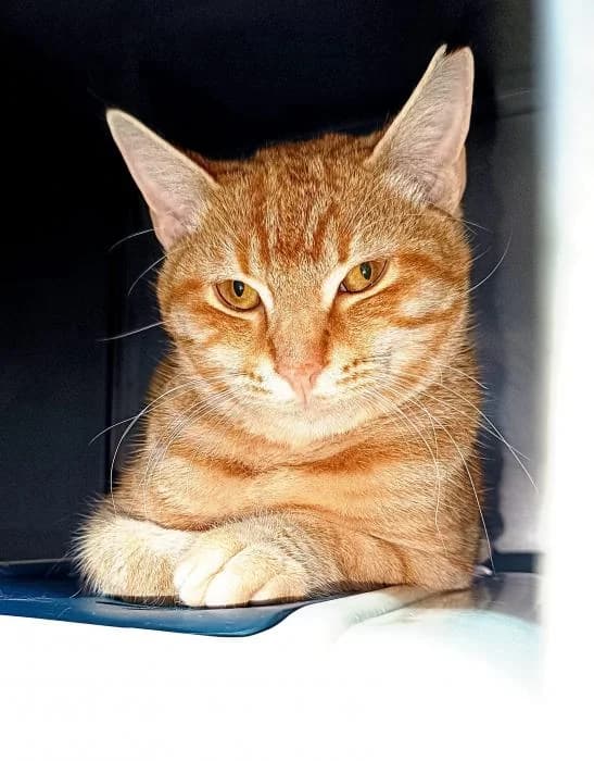 Rufi, male young Mixed Breed for adoption at description