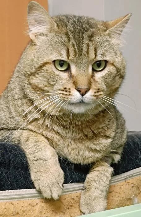 Sinrra, male young Mixed Breed for adoption at description