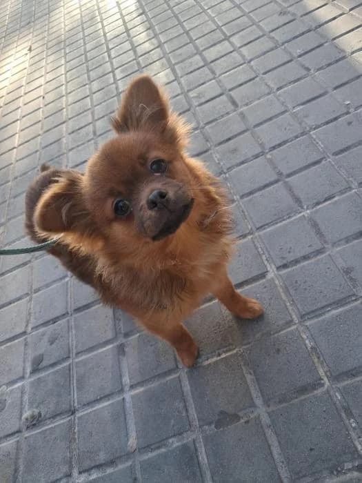 Nilo, male puppy Mixed Breed for adoption at description