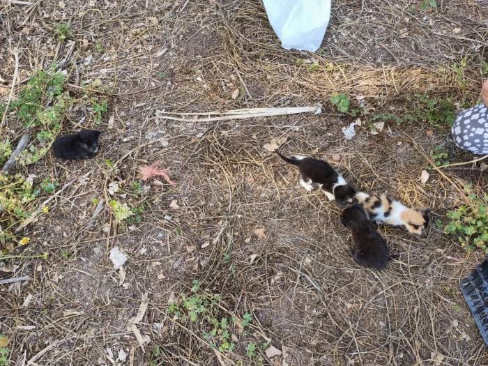 Gatitos, female puppy Mixed Breed for adoption at description