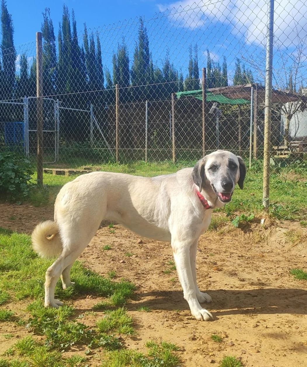 Abby, female 3yo Mixed Breed for adoption at Arca Sevilla, Seville