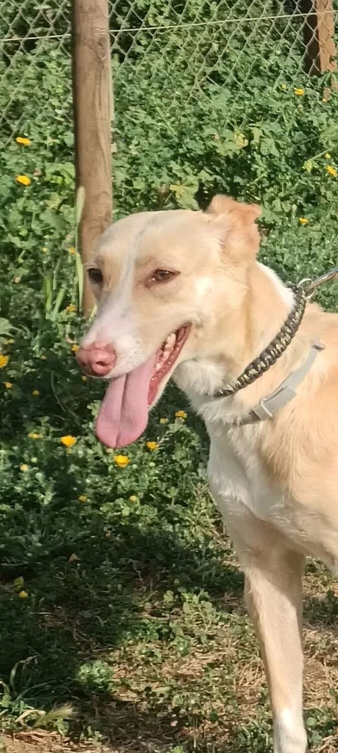 Ada, female Mixed Breed for adoption at Arca Sevilla, Seville