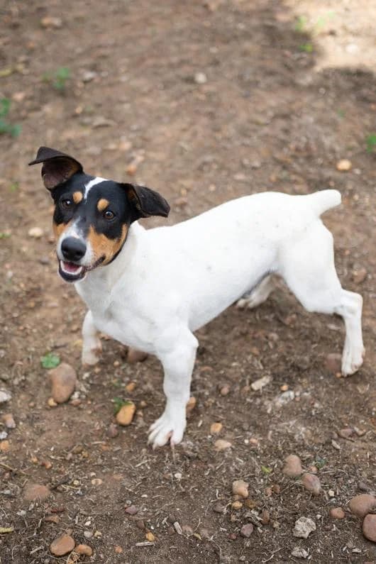 Andrés, male Mixed Breed for adoption at Arca Sevilla, Seville