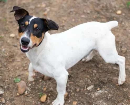Andrés, male Mixed Breed for adoption at Arca Sevilla, Seville — photo 2 of 2