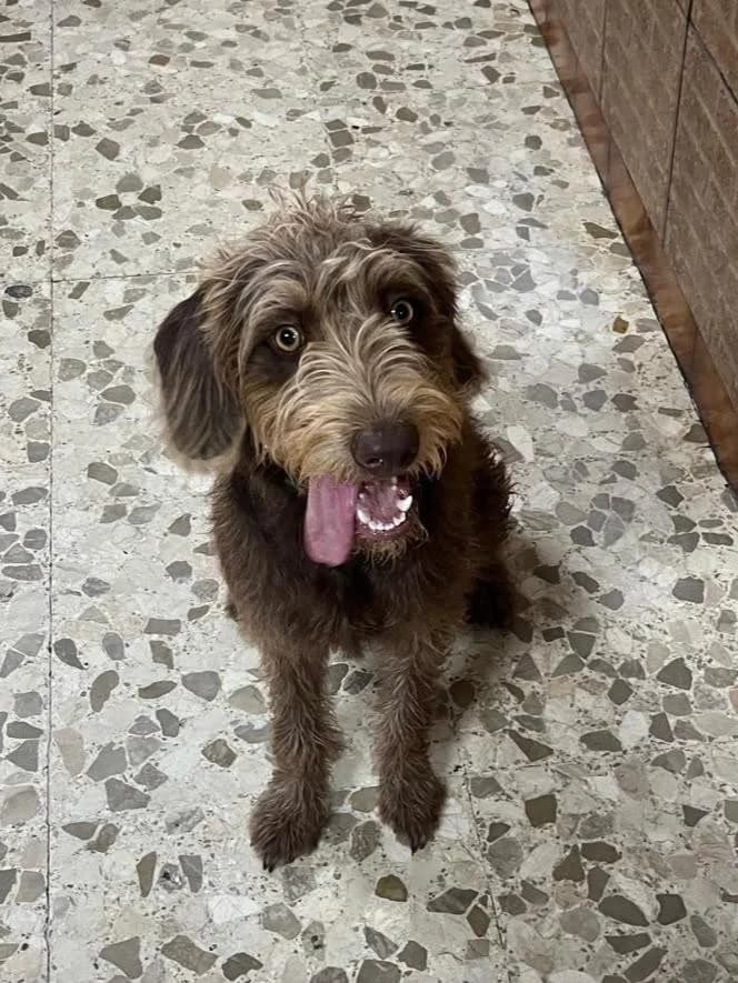 Bella, female Mixed Breed for adoption at Arca Sevilla, Seville
