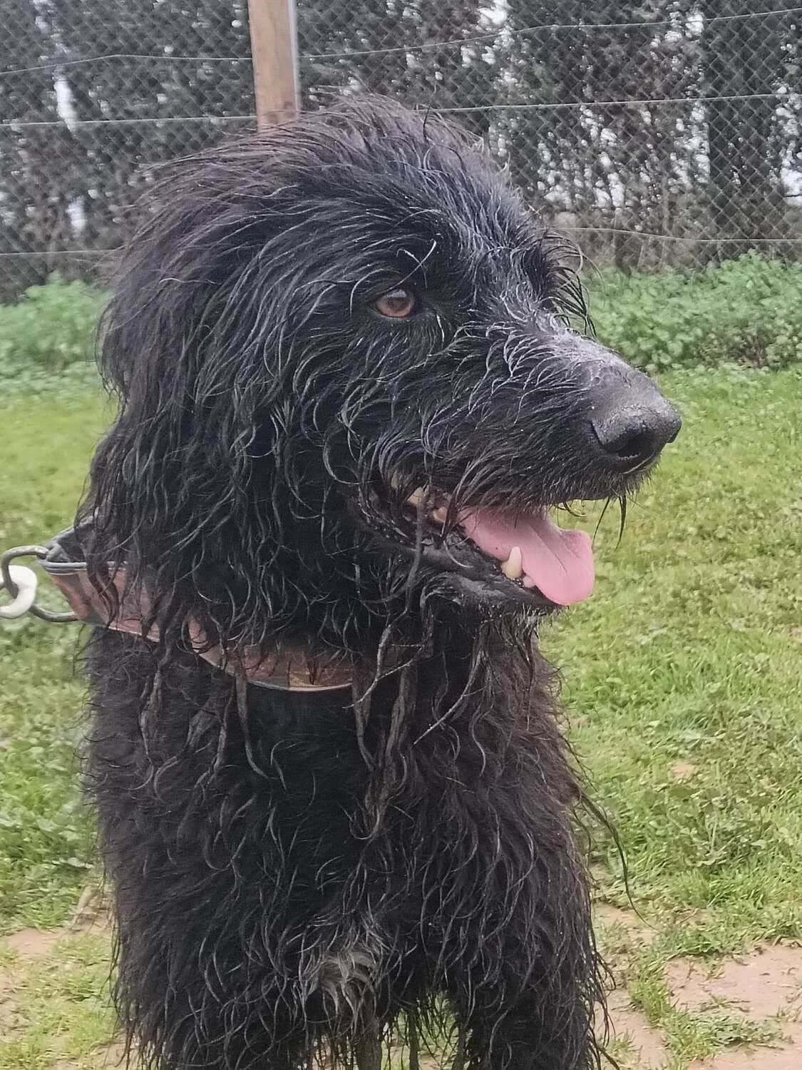 Bingo, male Mixed Breed for adoption at Arca Sevilla, Seville