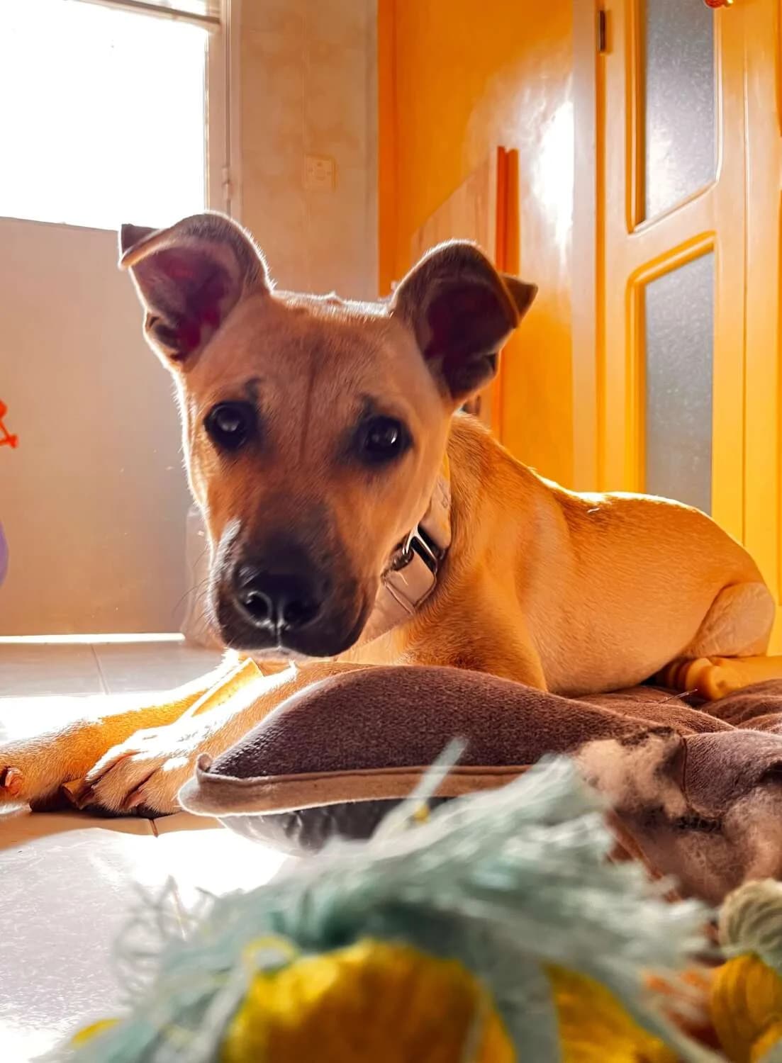 Bollo, male puppy Mixed Breed for adoption at Arca Sevilla, Seville