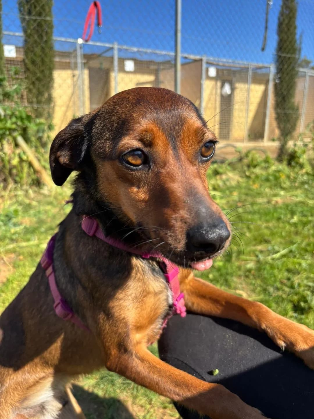 Bounty, male 3yo Mixed Breed for adoption at Arca Sevilla, Seville
