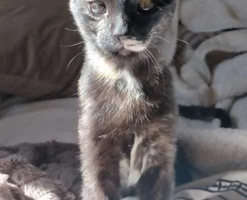 Chimba, female Mixed Breed for adoption at Arca Sevilla, Seville — photo 2 of 3