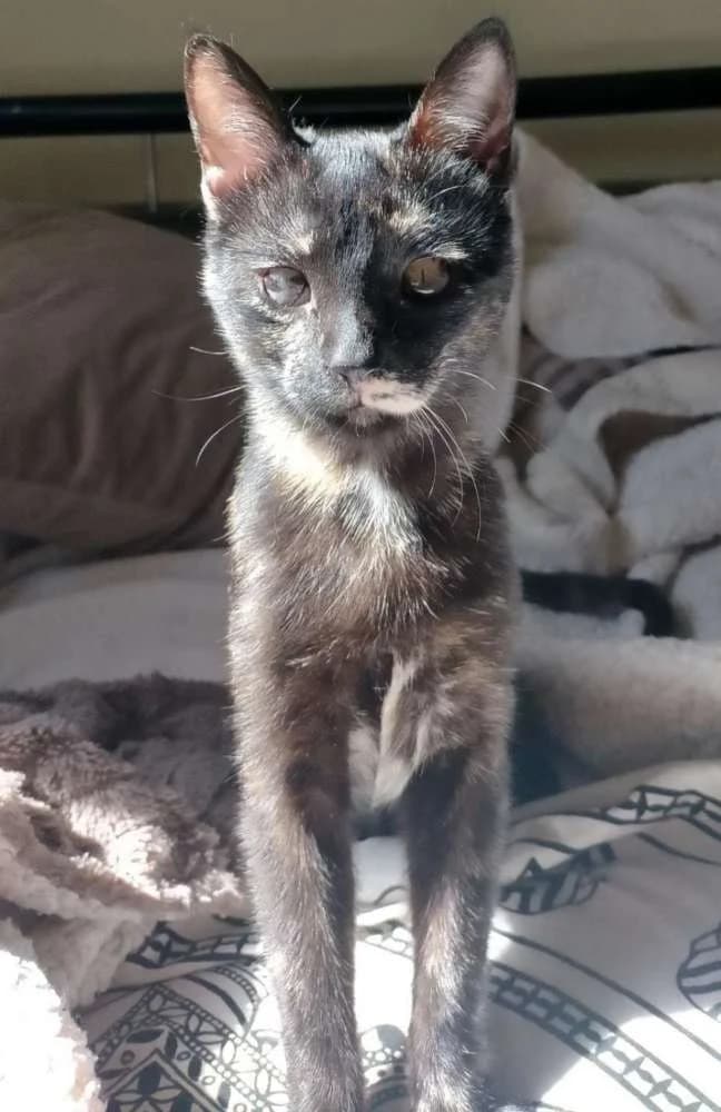 Chimba, female Mixed Breed for adoption at Arca Sevilla, Seville — photo 3 of 3