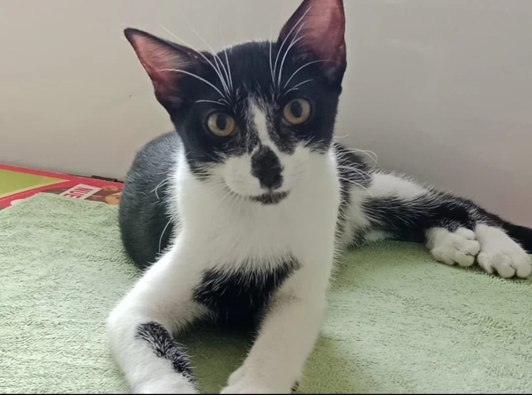 Chip, female Mixed Breed for adoption at Arca Sevilla, Seville