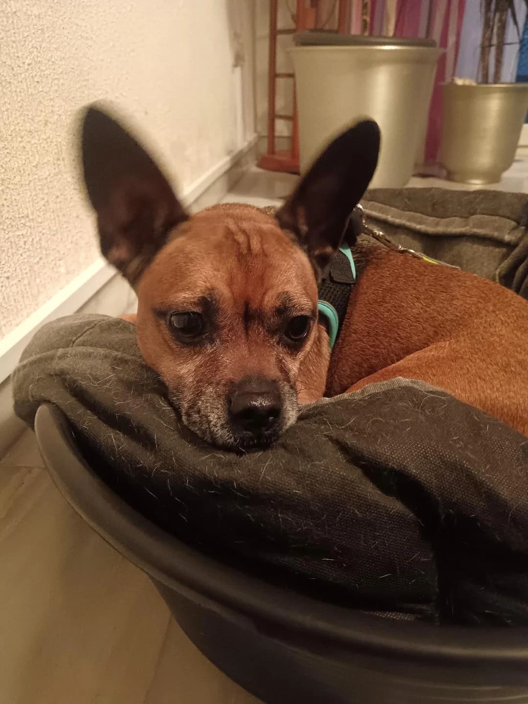 Chispa, female Mixed Breed for adoption at Arca Sevilla, Seville