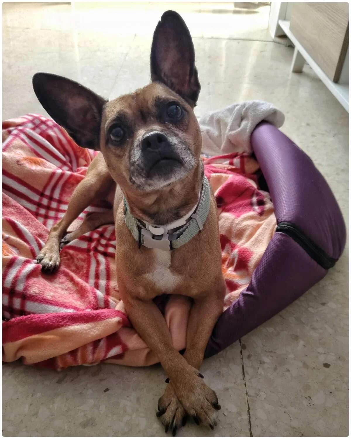 Chispa, female Mixed Breed for adoption at Arca Sevilla, Seville — photo 2 of 12