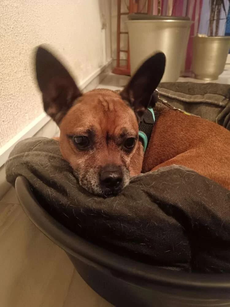 Chispa, female senior Mixed Breed for adoption at Arca Sevilla, Seville