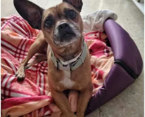 Chispa, female Mixed Breed for adoption at Arca Sevilla, Seville — photo 3 of 12