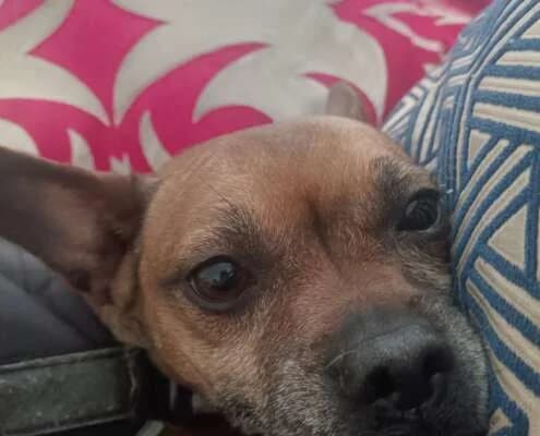 Chispa, female Mixed Breed for adoption at Arca Sevilla, Seville — photo 4 of 12